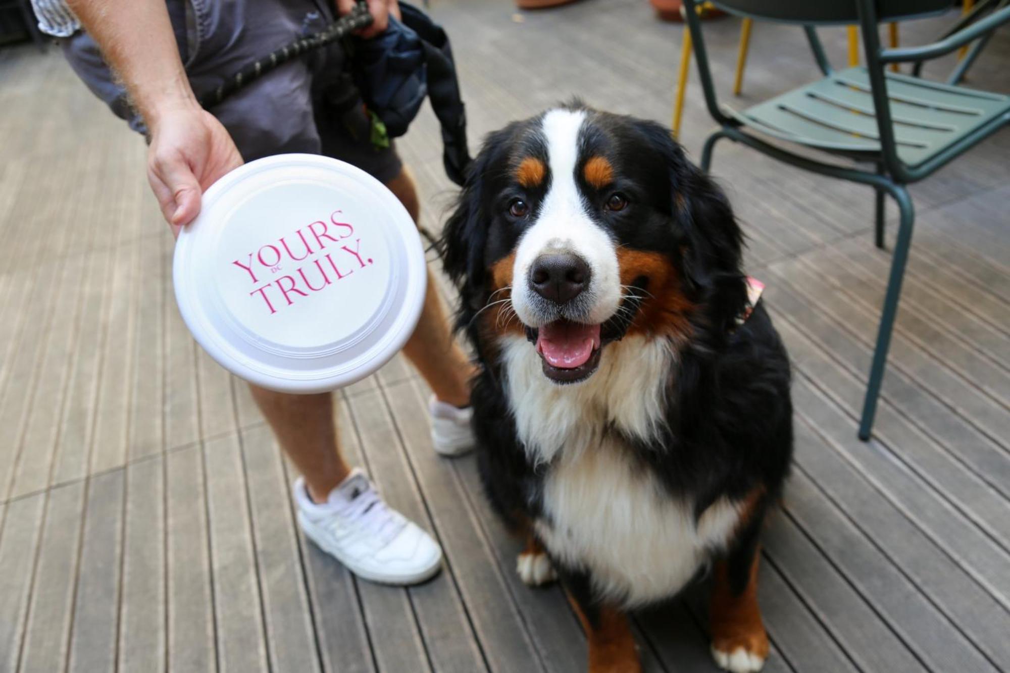 Vignette Collection Yours Truly Dc By Ihg Washington Exteriér fotografie Bernese Mountain Dog with a disc
