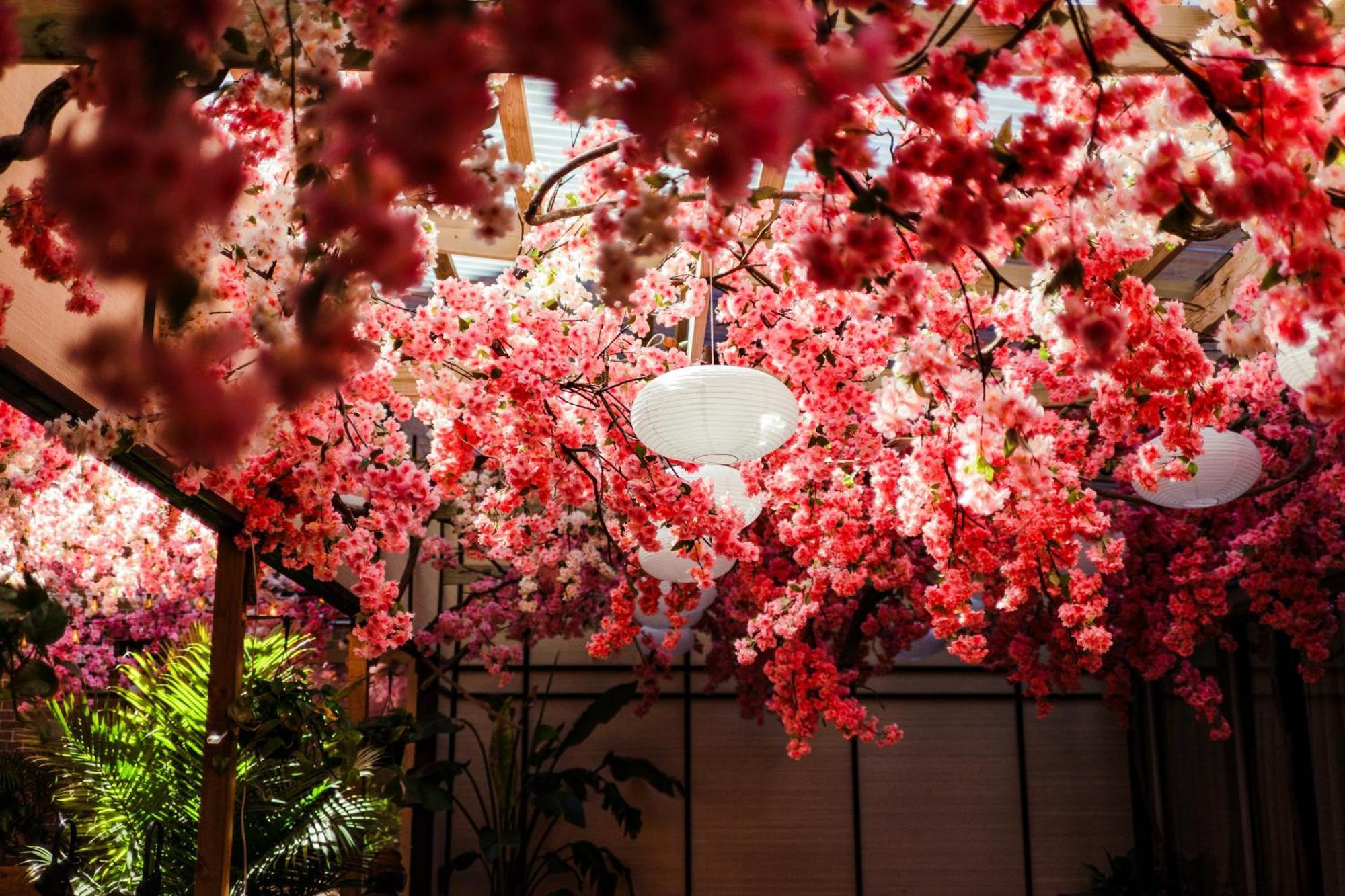 Vignette Collection Yours Truly Dc By Ihg Washington Exteriér fotografie Cherry blossoms at the Tokyo Metropolitan Government Building